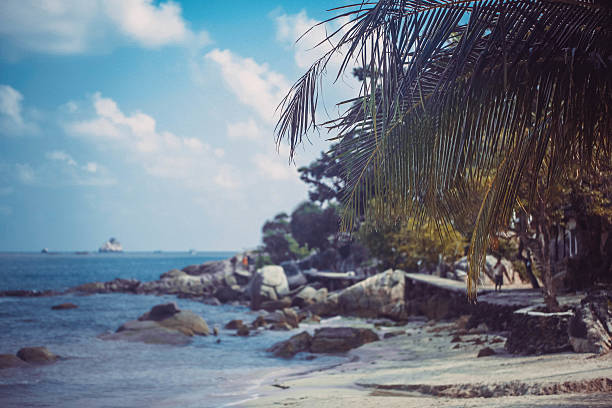 Tropical beach background with palm trees and stones. Vintage effect.