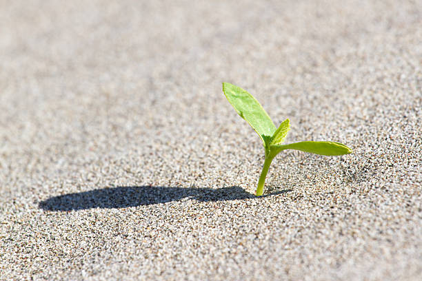 istock Plant sprouting in the desert Sahara. Seedling sand 615908470