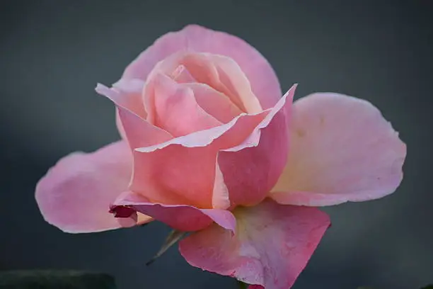 Image of a delicate pink rose