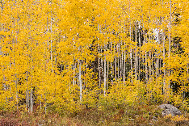 istock Gold Aspen Trees In Autumn 615909992