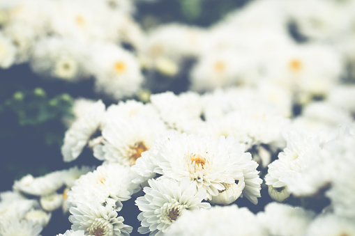 Beautiful white chrysanthemums close up background. (Processed in vintage colour tone)
