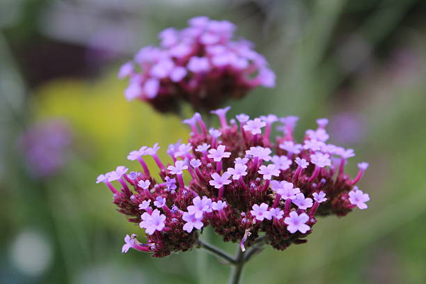 istock Purple Flower Floret - Canon 600D 615911120