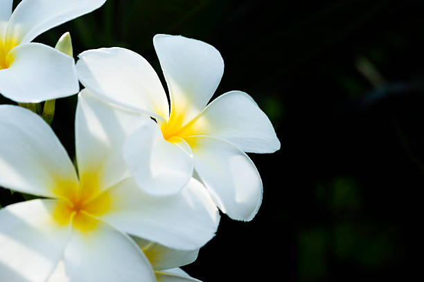 Beautiful White Flower in Thailand (Leelawadee Flower) stock photo