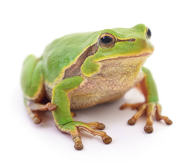 istock Green frog isollated. 615911382