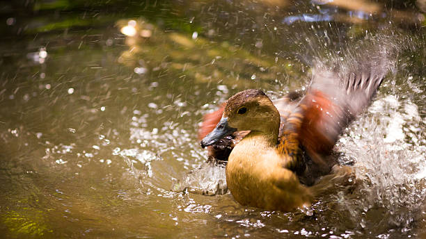 istock The Lesser whistling-Duck. 615912896