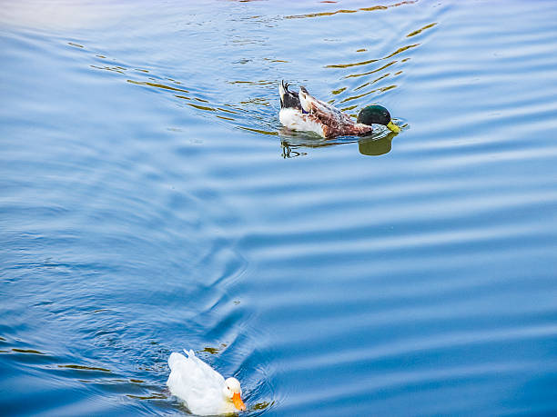 istock Two ducks swiming on the pond. 615913258