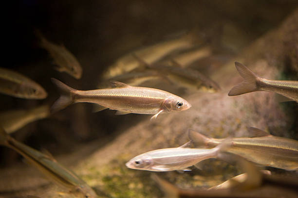 Minnow fish Minnow fish minnow fish photos stock pictures, royalty-free photos & images