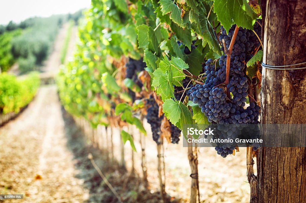 Tuscan vineyard with red grapes. Tuscan vineyard with red grapes ready for harvest. Vineyard Stock Photo