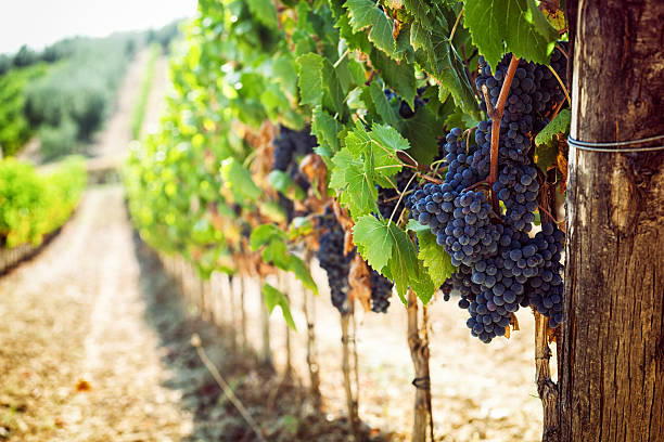 vinhedo toscano com uvas vermelhas. - vineyard - fotografias e filmes do acervo