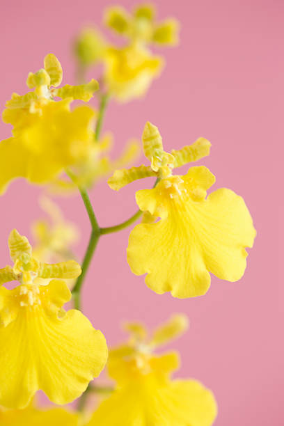 Dancing lady orchid Dancing lady orchid oncidium orchids stock pictures, royalty-free photos & images