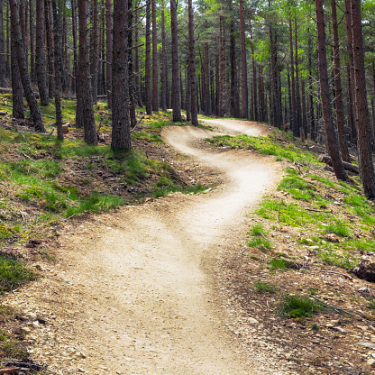 A winding track for mountainbikes in a Scottish pine forest, with banked curves.