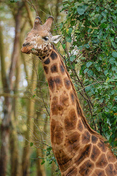 istock Wild Rothschild Giraffe in Kenya Forest 615914524
