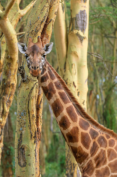 istock Wild Rothschild Giraffe in Kenya Forest 615914758