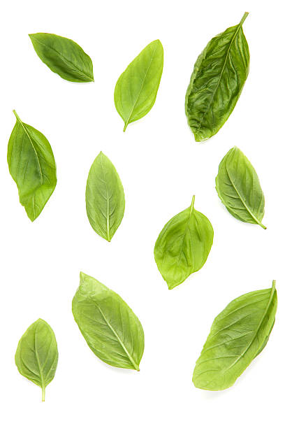 istock Fresh sweet basil leaves isolated on white background. Sweet bas 615914776