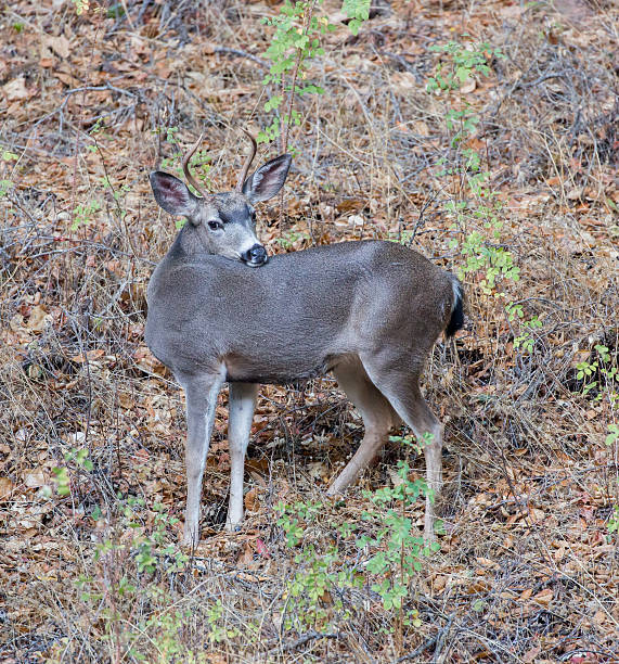 black-tailed deer buck pozowanie - mule deer zdjęcia i obrazy z banku zdjęć