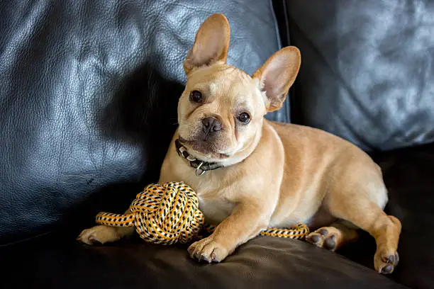 Photo of Playful French Bulldog Puppy