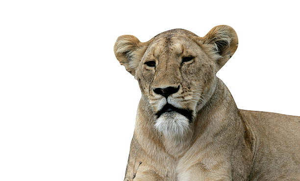 istock African lion,  Panthera leo 615915356