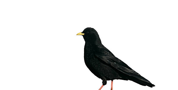 istock Alpine chough or yellow-billed chough, Pyrrhocorax graculus 615915366