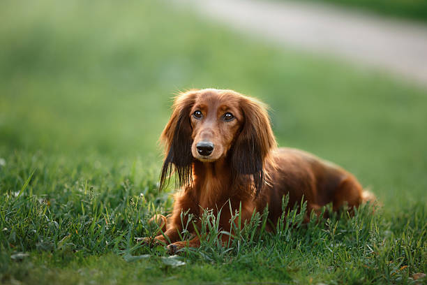 Dachshund dog walks on nature in autumn