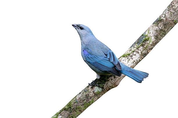 istock Azure-shouldered tanager, Thraupis cyanoptera 615915480