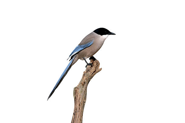 istock Azure-winged magpie, Cyanopica cyana 615915490