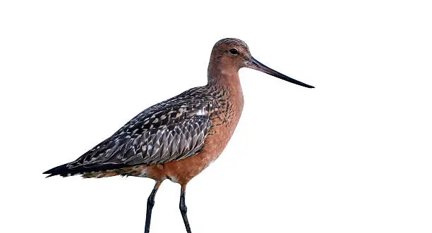 Photo of Bar-tailed godwit, Limosa lapponica