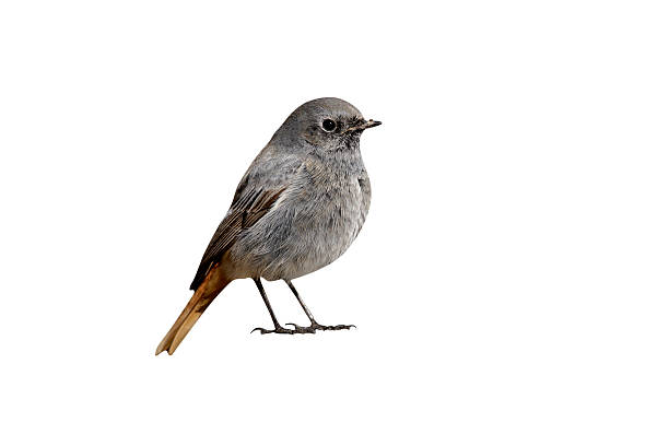 istock Black redstart, Phoenicurus ochruros 615915642