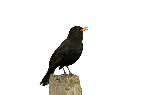 Blackbird, Turdus merula