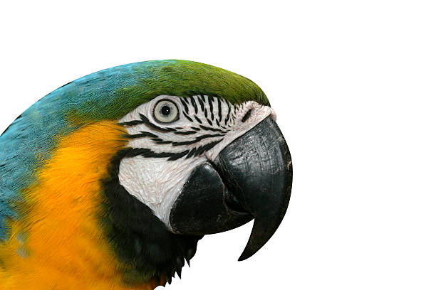 istock Blue-and-yellow macaw, Ara ararauna 615915936