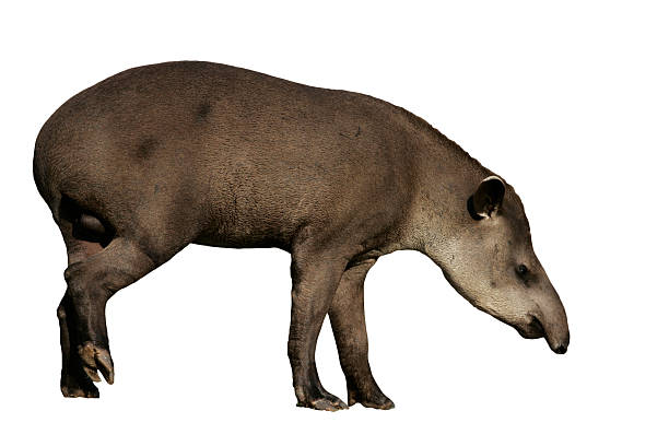 tapiro del sudamerica, tapirus terrestris, - tapiro foto e immagini stock