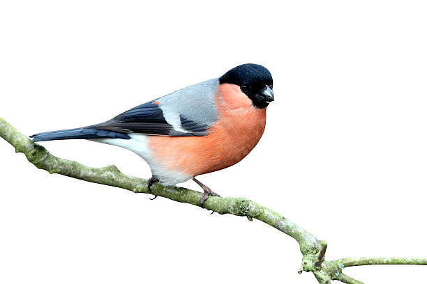 istock Bullfinch, Pyrrhula pyrrhula 615916164