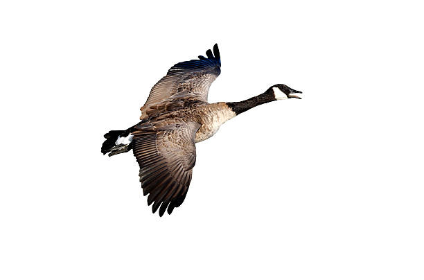 istock Canada goose, Branta canadensis 615916326