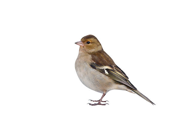 istock Chaffinch, Fringilla coelebs 615916484