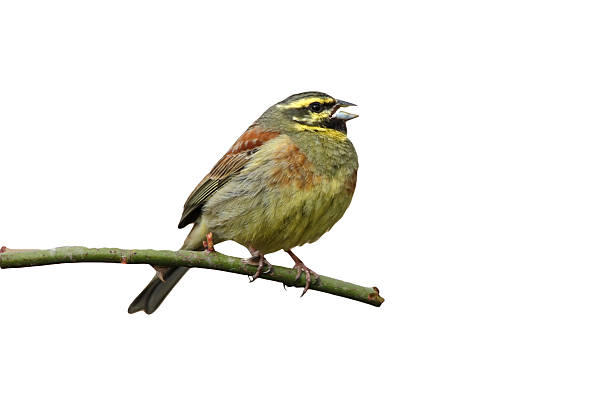 istock Cirl bunting, Emberiza cirlus 615916578