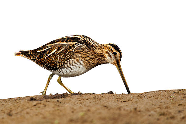 istock Common snipe, Gallinago gallinago 615916778
