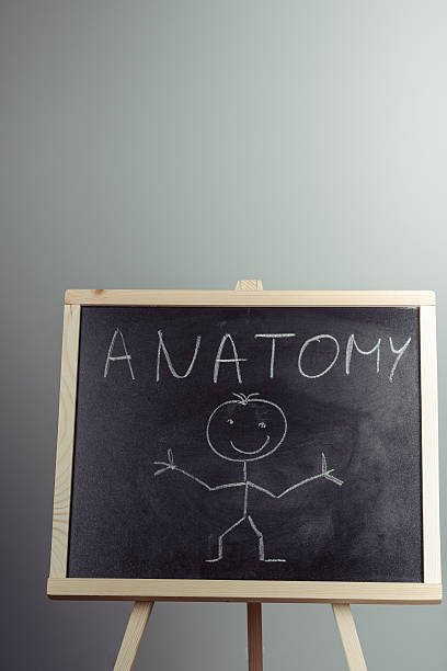 istock Anatomy word written on chalkboard 615916860