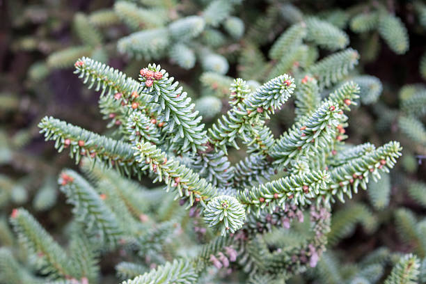 istock Closeup of a Christmas tree branches 615916976