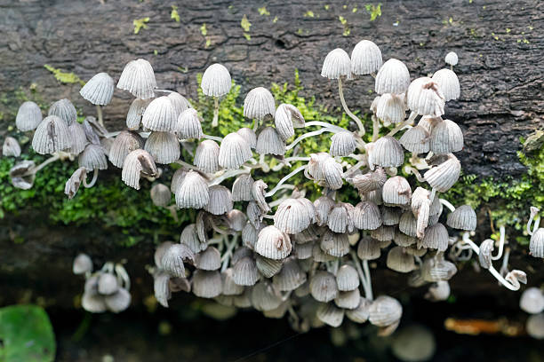 piccoli funghi amazzoni - soil saprophyte foto e immagini stock