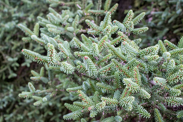 istock Closeup of a Christmas tree branches 615917066