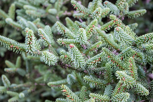 istock Closeup of a Christmas tree branches 615917132
