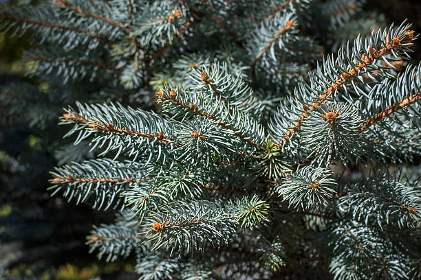 istock Closeup of a Christmas tree branches 615917256