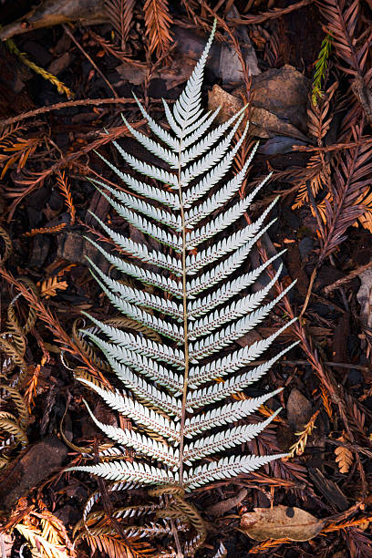 Silver Tree Fern Leaf The leaf of a Silver Tree Fern (Cyathea dealbata) on the ground in New Zealand. It is a national symbol of New Zealand. new zealand silver fern stock pictures, royalty-free photos & images