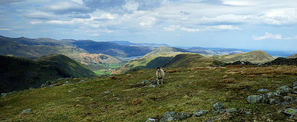 istock Sheep and the Fells 615918782