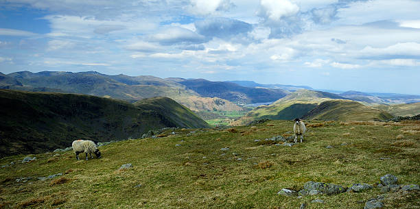 istock Sheep and the Fells 615918900