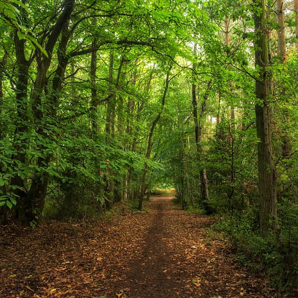 istock Wonderful atmospheric forest landscape image in Autumn Fall 615919368