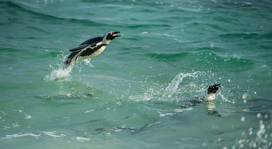 Swimming and Jumping out of water African Penguin. The African penguin (Spheniscus demersus), also known as the jackass penguin and black-footed penguin in Southern African waters.