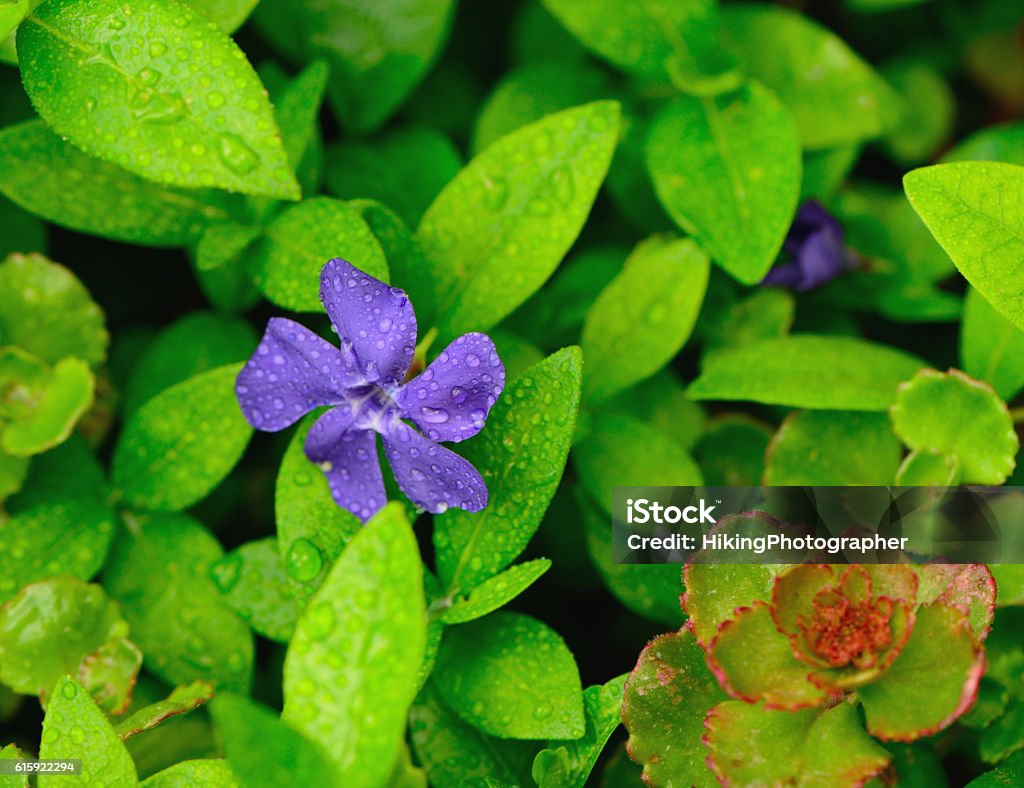 Wet Purple Flower in Green Leaves Wet Purple Flower in Idaho Garden USA.  File number 801-3306.. Flower Stock Photo