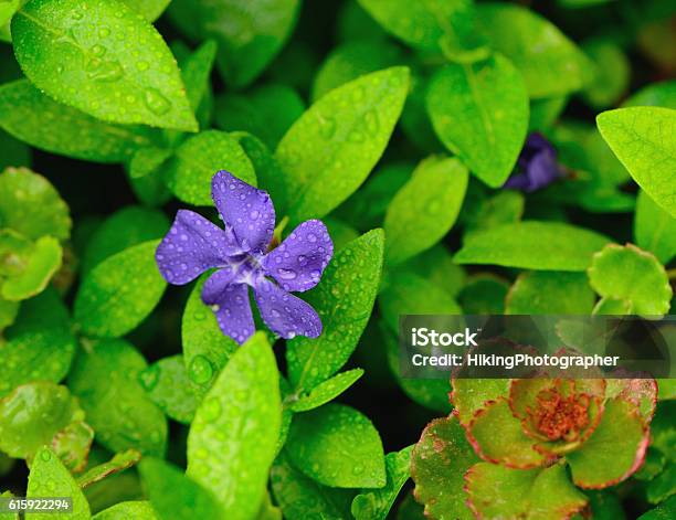 Wet Purple Flower In Green Leaves Stock Photo - Download Image Now - Flower, Flowerbed, Horizontal