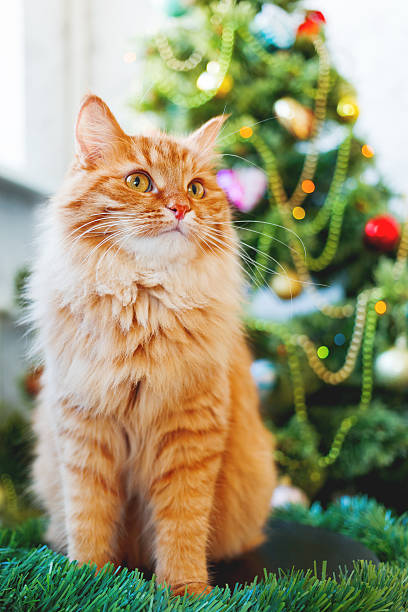 istock Cute ginger cat and Christmas tree. Fluffy funny pet. 615922720