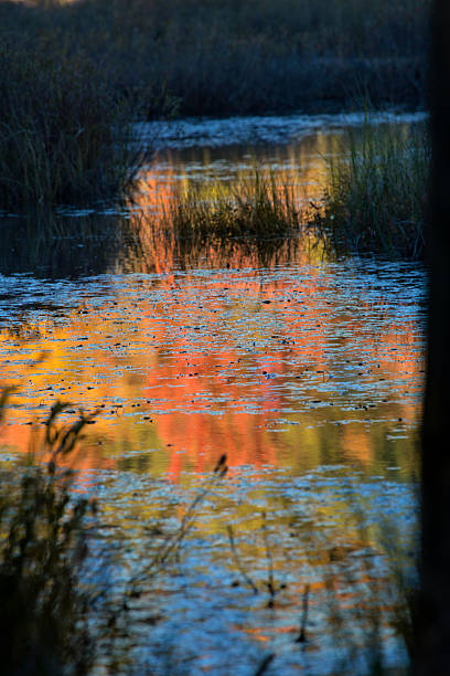 istock Abstract, colorful reflections on bog water in New Hampshire. 615922732